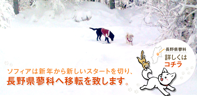 �y�b�g�̌��N�H�i�̂��X�@�\�t�B�A