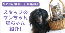SOPHIA STAFF`s DOG&CAT