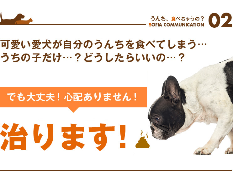 ペットの食糞は治ります。